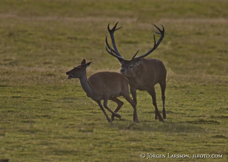 Kronhjort Cervus elaphus