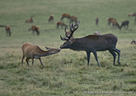 Kronhjort Cervus elaphus