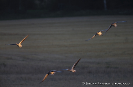 Greylag goose  Anser anser,