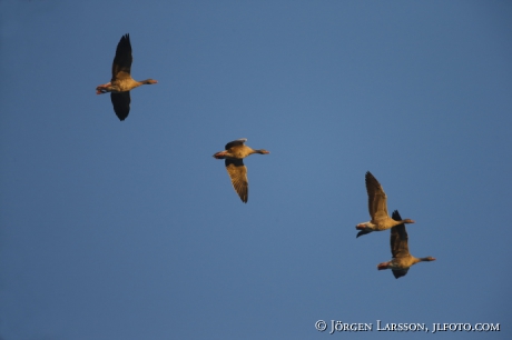 Greylag goose  Anser anser,