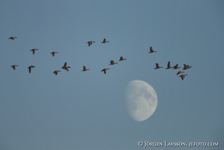 Greylag goose  Anser anser,