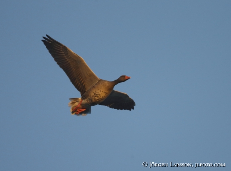 Greylag goose  Anser anser,