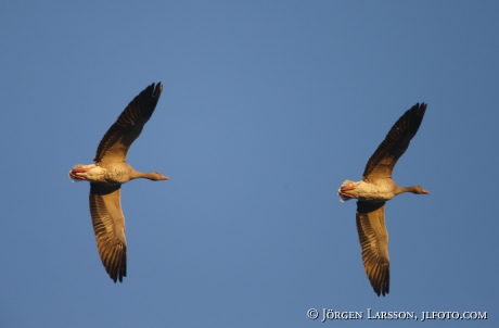 Greylag goose  Anser anser,