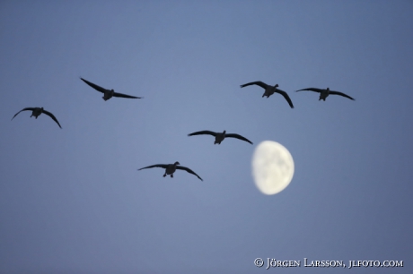 Greylag goose  Anser anser,