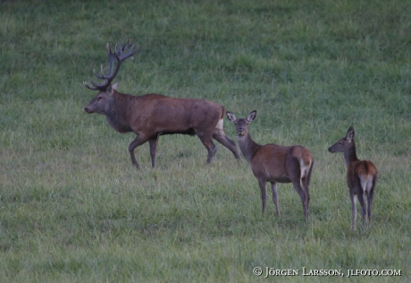 Royal, red deer, Cervus elaphus. Bjornlunda Sodermanland