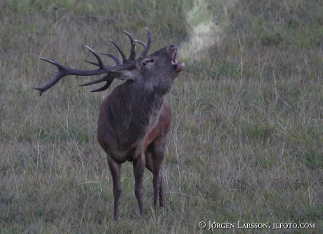 Royal, red deer, Cervus elaphus. Bjornlunda Sodermanland