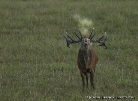 Royal, red deer, Cervus elaphus. Bjornlunda Sodermanland