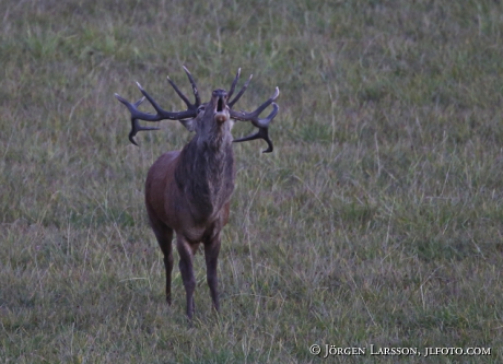 Royal, red deer, Cervus elaphus. Bjornlunda Sodermanland