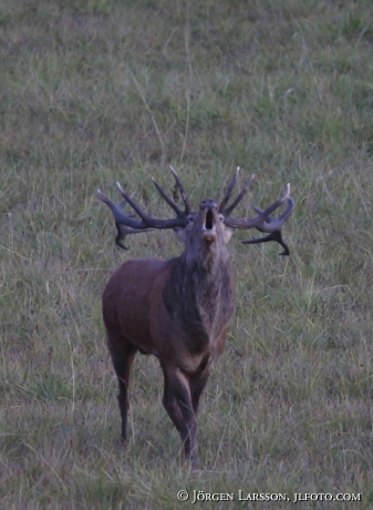 Royal, red deer, Cervus elaphus. Bjornlunda Sodermanland