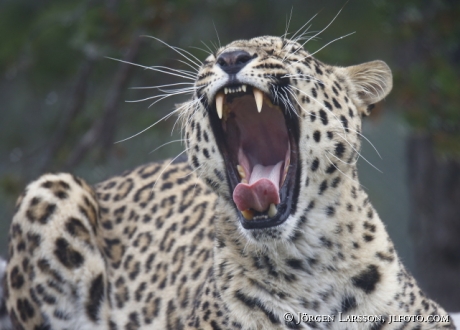 Leopard Panthera pardu