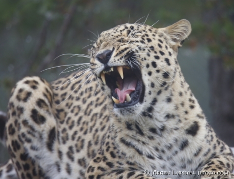 Leopard Panthera pardu