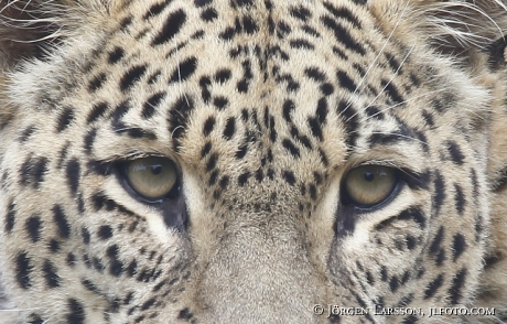 Leopard Panthera pardu