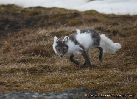 Arctic fox  Alopex lagopus