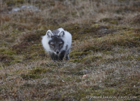 Arctic fox  Alopex lagopus