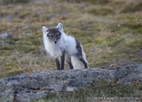 Arctic fox  Alopex lagopus