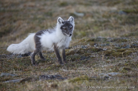 Arctic fox  Alopex lagopus