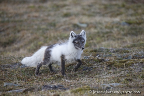 Arctic fox  Alopex lagopus