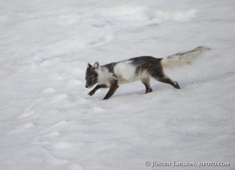 Arctic fox  Alopex lagopus