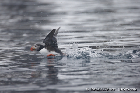 Puffin fratercula arctica