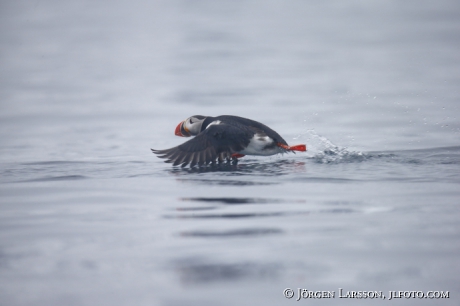 Puffin fratercula arctica