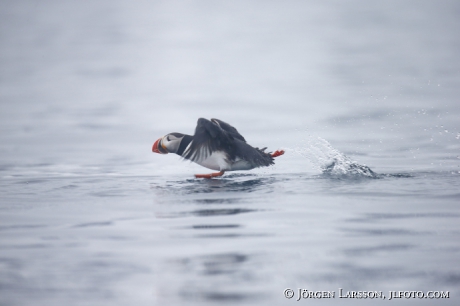 Puffin fratercula arctica