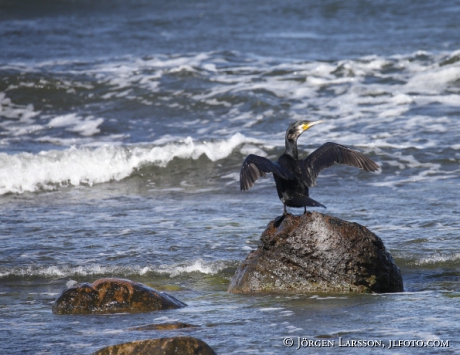 Great Cormorant Rough-Faced Shag