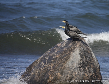 Great Cormorant Rough-Faced Shag