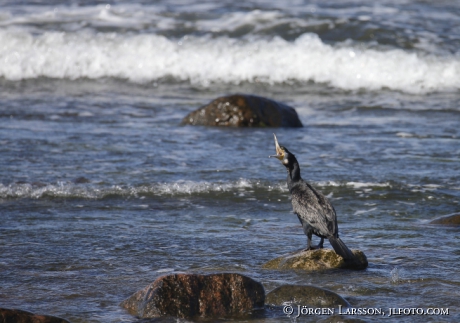 Great Cormorant Rough-Faced Shag