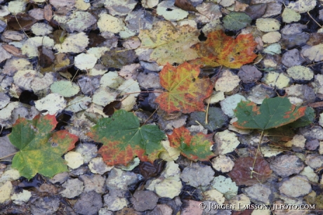 Autumnleaves   Sweden