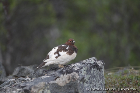 Willow Ptarmigan Lagopus lagopus