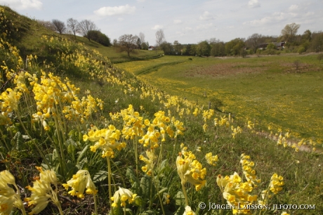 Cowslip at Havang Skane Sweden