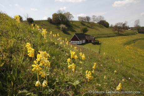 Cowslip at Havang Skane Sweden