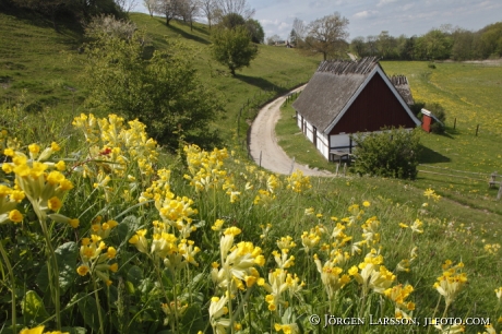 Cowslip at Havang Skane Sweden