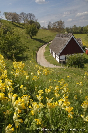 Cowslip at Havang Skane Sweden