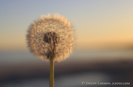 Dandelion Beach Mountains