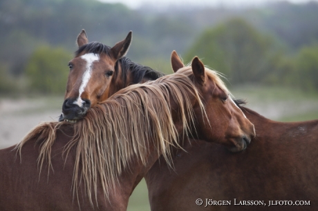 Horses Skane Sweden