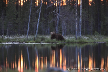 Brown Bear Ursus arctos Kuhmo Finland