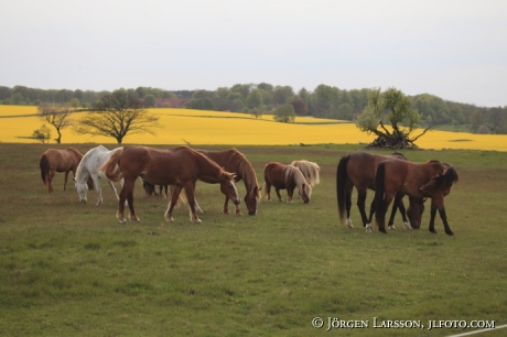 horses at Kivik Skane Sweden