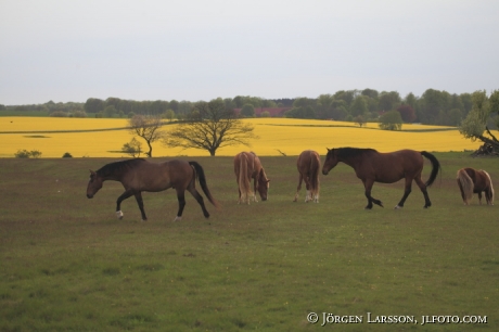 horses at Kivik Skane Sweden