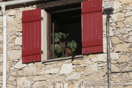 Cat in window