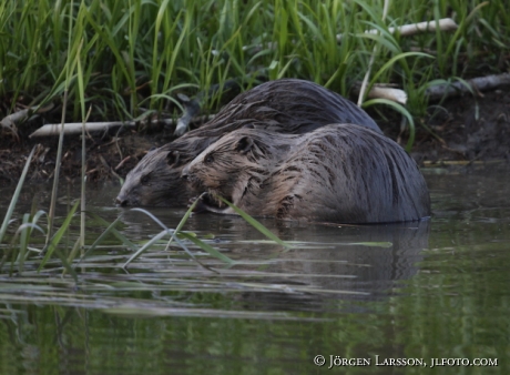 Beaver Castoridae Gnesta Sweden