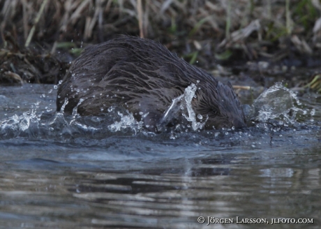 Beaver Castoridae Gnesta Sweden