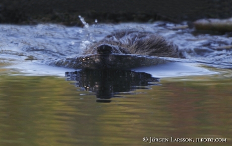 Beaver Castoridae Gnesta Sweden