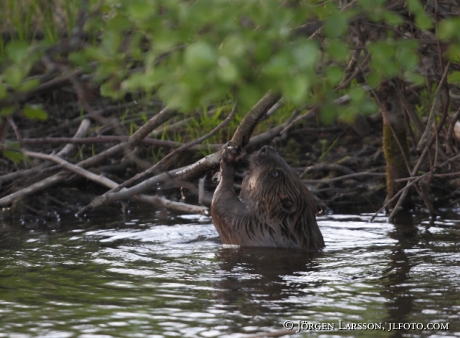 Beaver Castoridae Gnesta Sweden