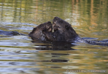 Beaver Castoridae Gnesta Sweden