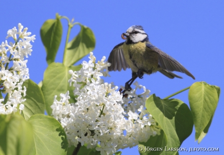 Blue Tit  Parus caeruleus