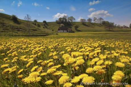 Dandelion Havang Skane Sweden