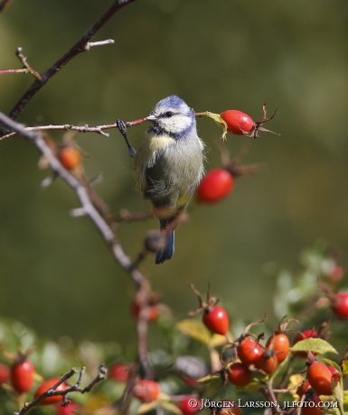 Blue Tit, Parus caeruleus