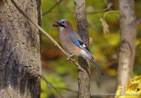 Eurasian Jay Garrulus glandarius