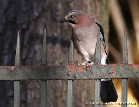 Eurasian Jay Garrulus glandarius